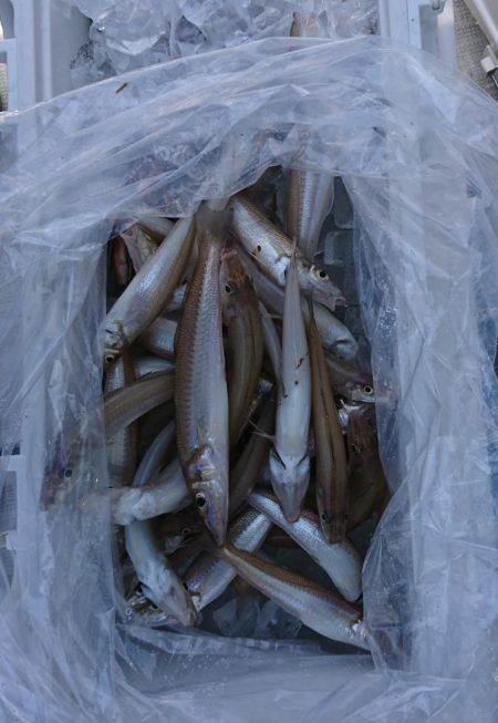 遊漁船 家入 釣果