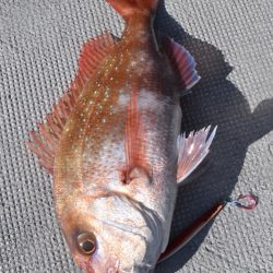 渡船屋たにぐち 釣果