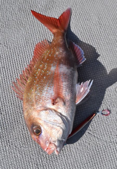 渡船屋たにぐち 釣果