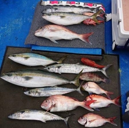 清和丸 釣果