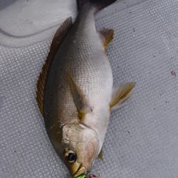 渡船屋たにぐち 釣果