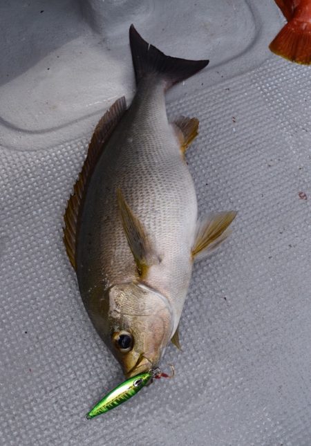 渡船屋たにぐち 釣果