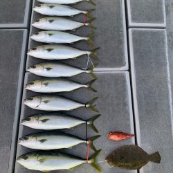 SeaRide(シーライド) 釣果