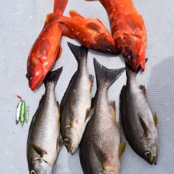 渡船屋たにぐち 釣果