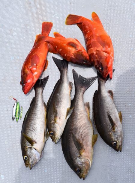 渡船屋たにぐち 釣果