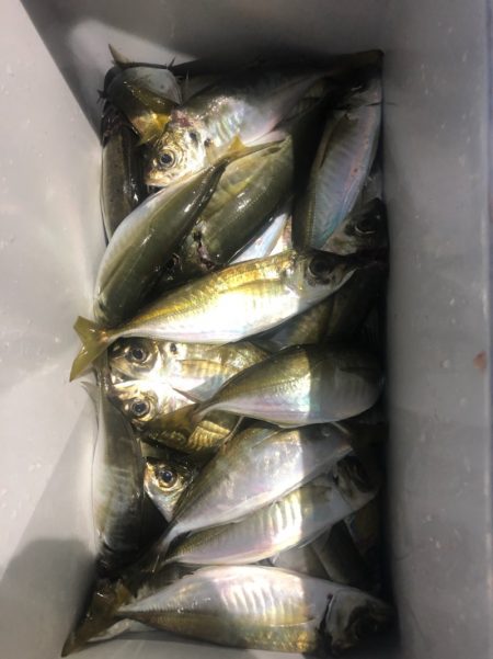 ヤザワ渡船 釣果