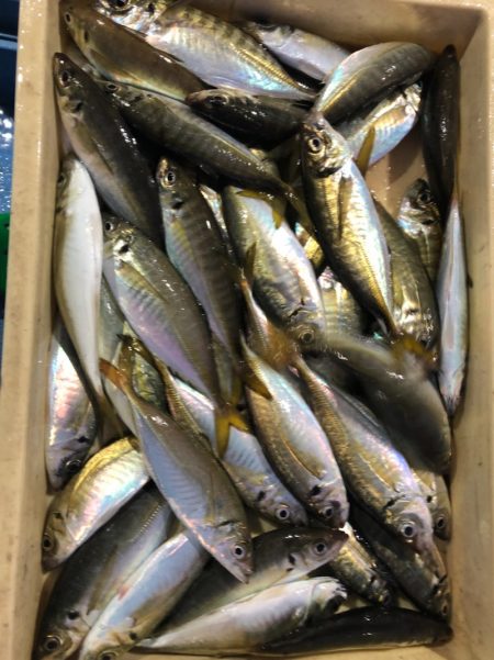 ヤザワ渡船 釣果