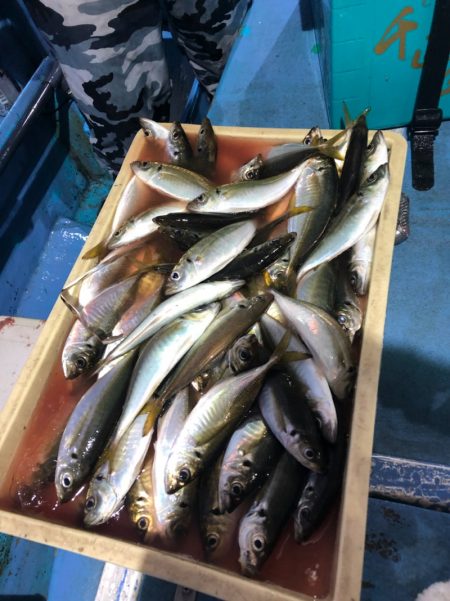 ヤザワ渡船 釣果