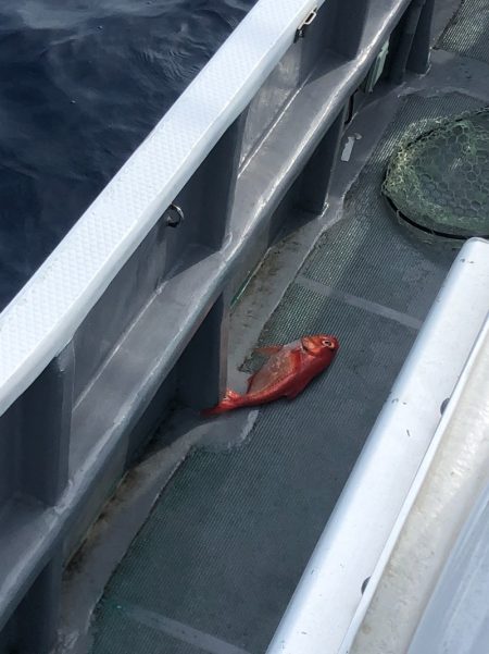 ＴＡＲＯＭＡＲＵ 釣果