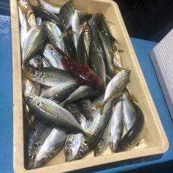 ヤザワ渡船 釣果