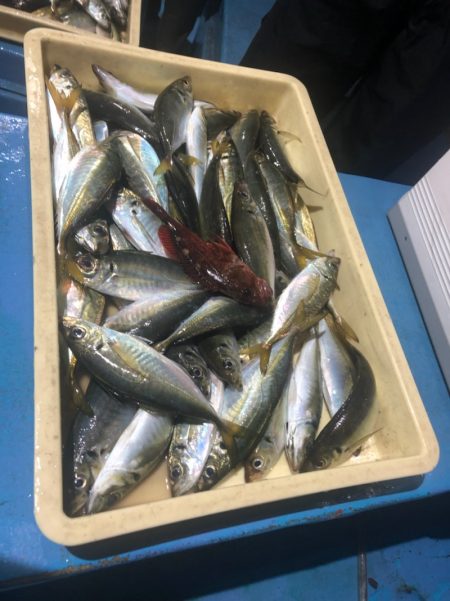 ヤザワ渡船 釣果