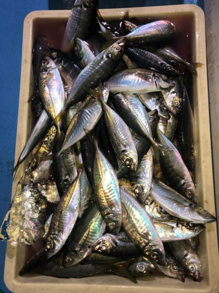 ヤザワ渡船 釣果