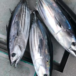 ＴＡＲＯＭＡＲＵ 釣果