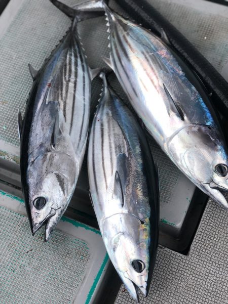 ＴＡＲＯＭＡＲＵ 釣果