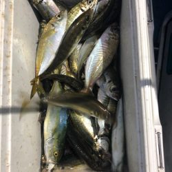 ヤザワ渡船 釣果