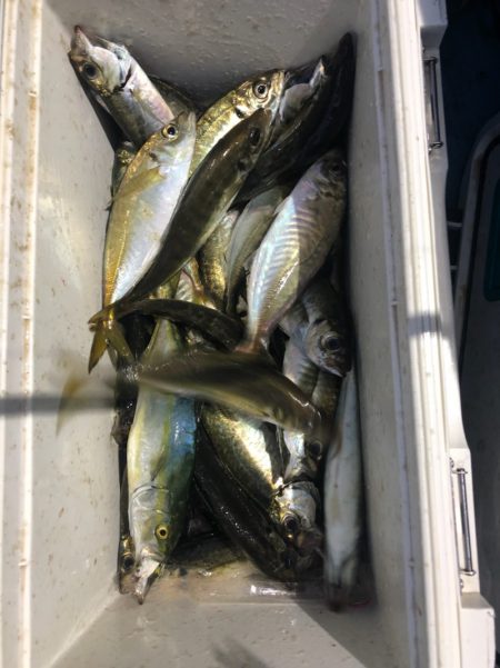 ヤザワ渡船 釣果
