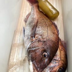 第二八坂丸 釣果