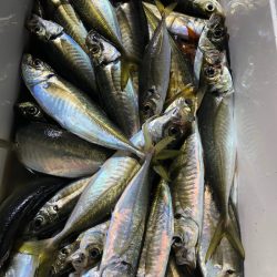 第二八坂丸 釣果