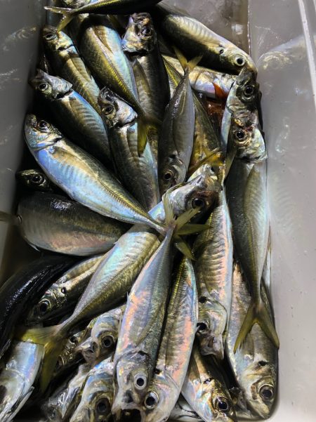 第二八坂丸 釣果