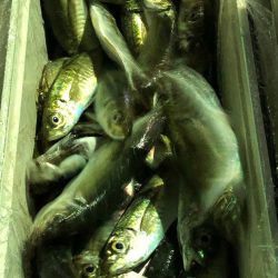 第二八坂丸 釣果