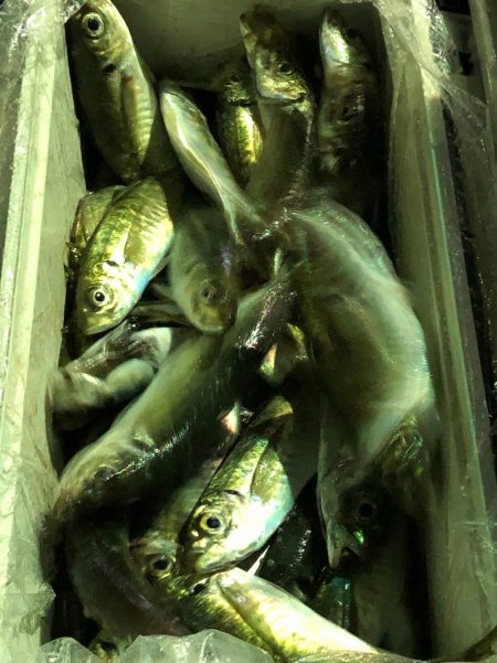 第二八坂丸 釣果