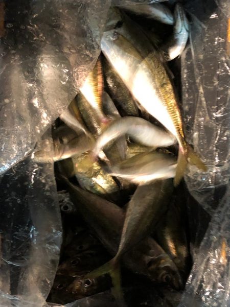 第二八坂丸 釣果