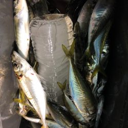 第二八坂丸 釣果