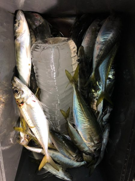 第二八坂丸 釣果