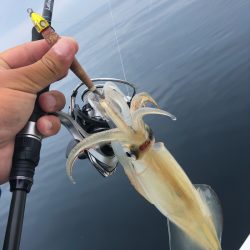 「LaGooN」蒼陽丸 日和号 釣果