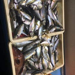 ヤザワ渡船 釣果