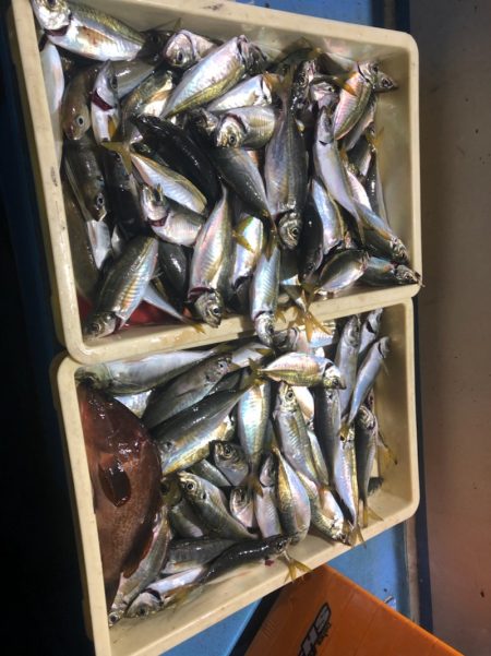 ヤザワ渡船 釣果