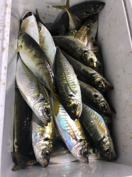ヤザワ渡船 釣果