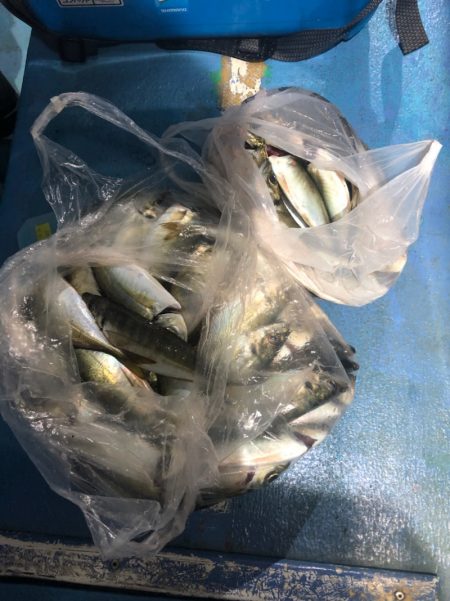 ヤザワ渡船 釣果