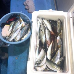 ヤザワ渡船 釣果