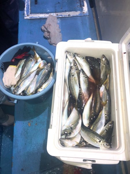 ヤザワ渡船 釣果