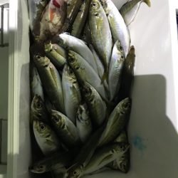 ヤザワ渡船 釣果