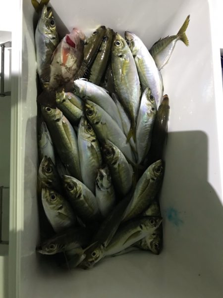 ヤザワ渡船 釣果