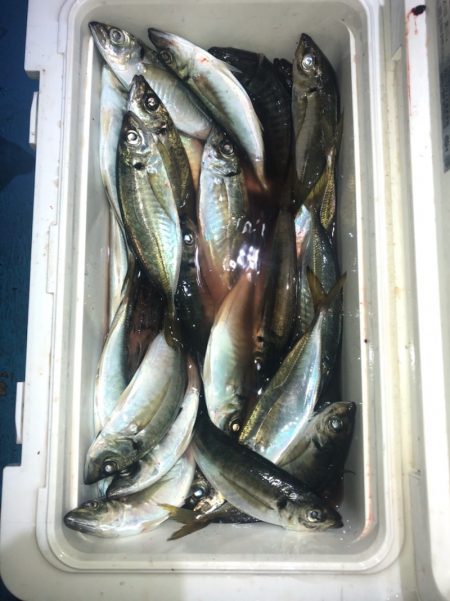 ヤザワ渡船 釣果