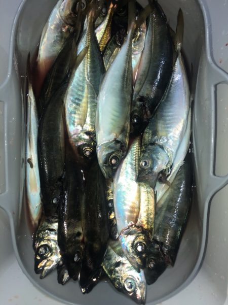 ヤザワ渡船 釣果