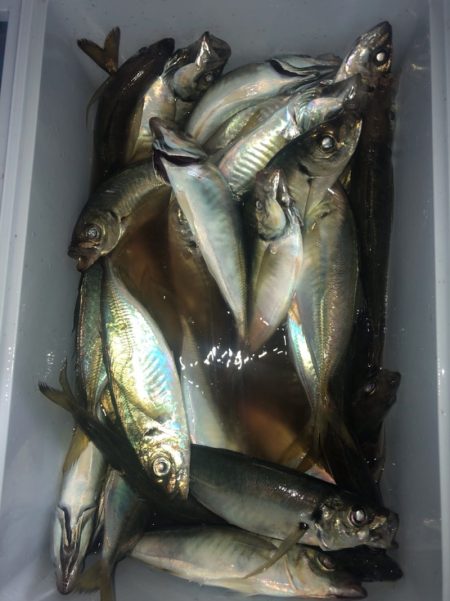 ヤザワ渡船 釣果