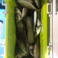 ヤザワ渡船 釣果