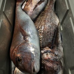 第二八坂丸 釣果