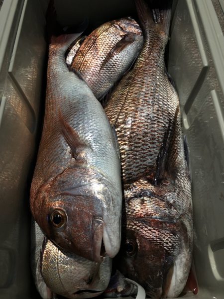 第二八坂丸 釣果