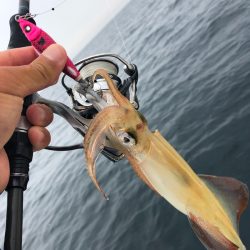 「LaGooN」蒼陽丸 日和号　 釣果