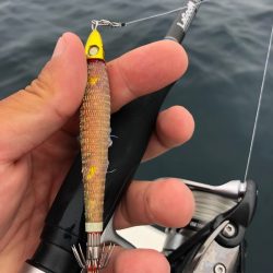 「LaGooN」蒼陽丸 日和号　 釣果