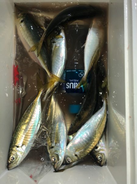 ヤザワ渡船 釣果