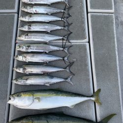 SeaRide(シーライド) 釣果