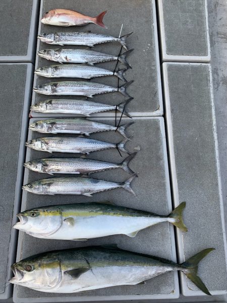 SeaRide(シーライド) 釣果