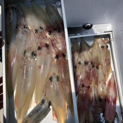 「LaGooN」蒼陽丸 日和号 釣果