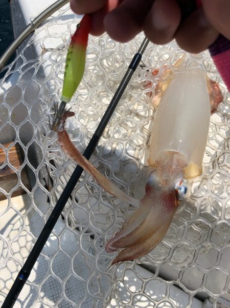 「LaGooN」蒼陽丸 日和号 釣果